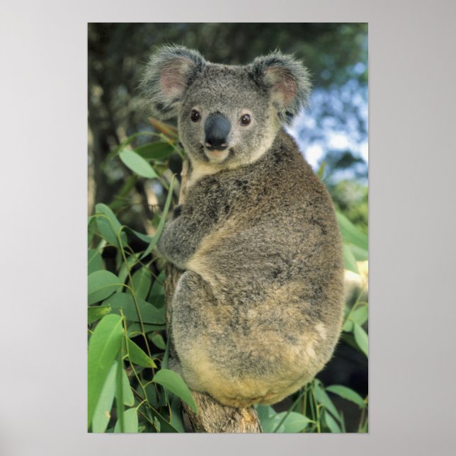 Koala, Phascolarctos cinereus), hotad, Poster (Framsidan)