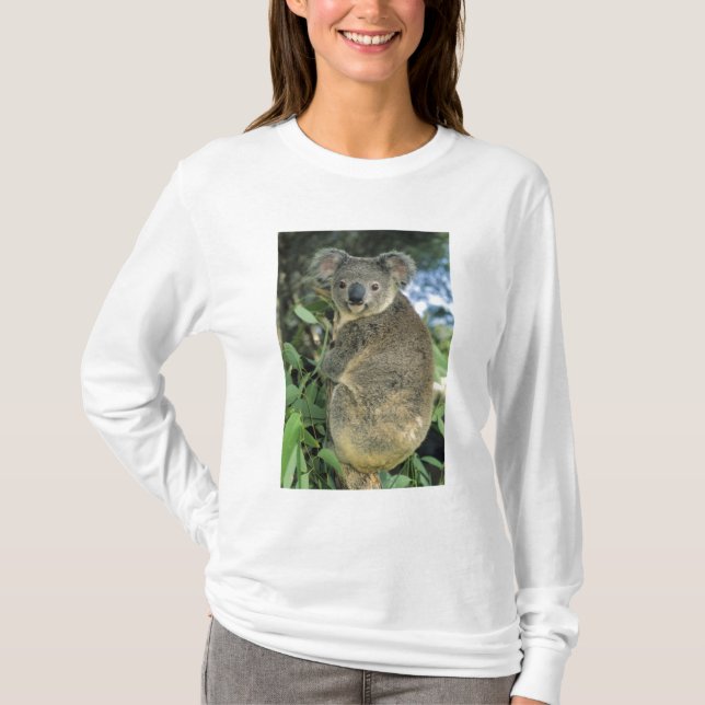 Koala, Phascolarctos cinereus), hotad, Tee (Framsida)