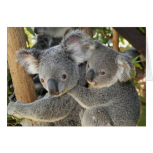 Koala Phascolarctos cinereus Queensland Hälsningskort