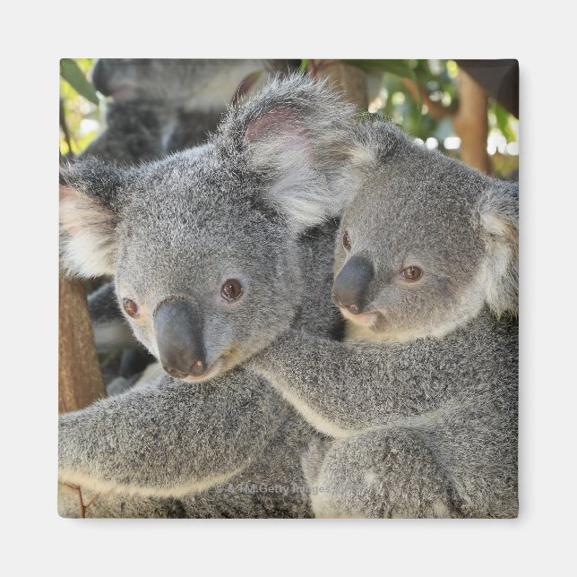 Koala Phascolarctos cinereus Queensland Magnet (Framsidan)