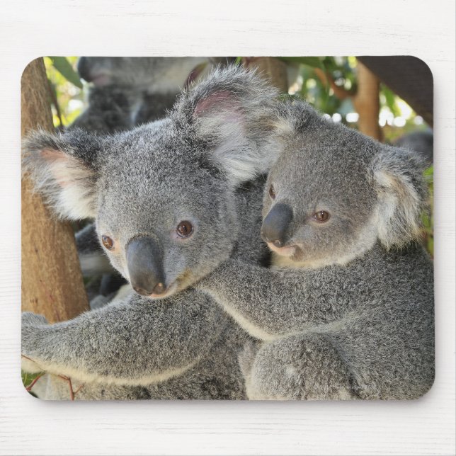 Koala Phascolarctos cinereus Queensland Musmatta (Framsidan)