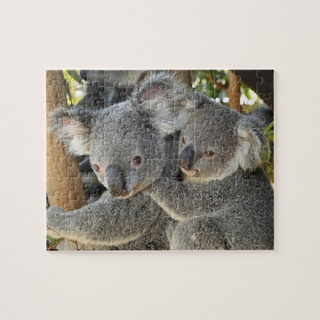 Koala Phascolarctos cinereus Queensland Pussel (Horisontell)