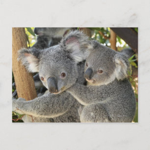Koala Phascolarctos cinereus Queensland Vykort