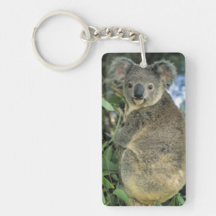 Koala, Phascolarctos cinereus), utrotningshotad,