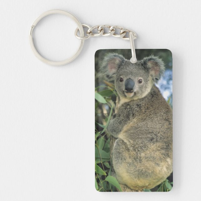 Koala, Phascolarctos cinereus), utrotningshotad, (Framsidan)