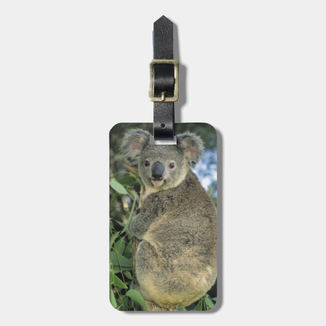 Koala, Phascolarctos cinereus), utrotningshotad, Bagagebricka (Vertikal Framsida)