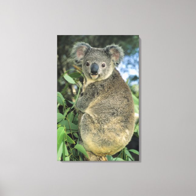 Koala, Phascolarctos cinereus), utrotningshotad, Canvastryck (Framsida)