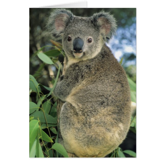 Koala, Phascolarctos cinereus), utrotningshotad, Hälsningskort (Framsidan)