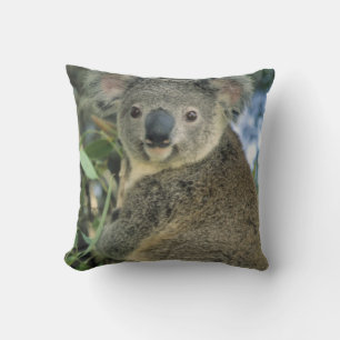 Koala, Phascolarctos cinereus), utrotningshotad, Kudde