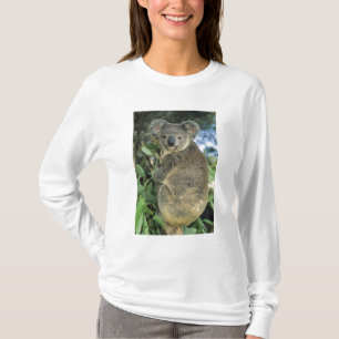 Koala, Phascolarctos cinereus), utrotningshotad, Tee
