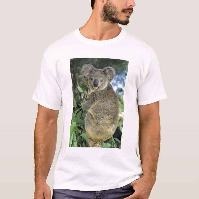 Koala, Phascolarctos cinereus), utrotningshotad, Tröja (Framsida)