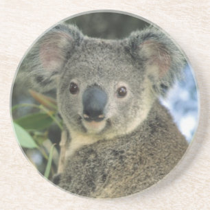 Koala, Phascolarctos cinereus), utrotningshotad, Underlägg
