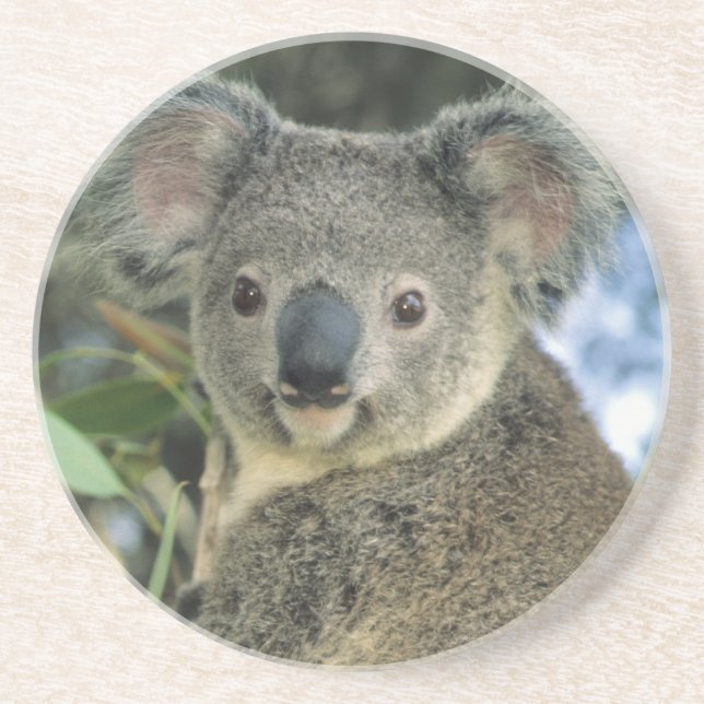 Koala, Phascolarctos cinereus), utrotningshotad, Underlägg (Framsidan)