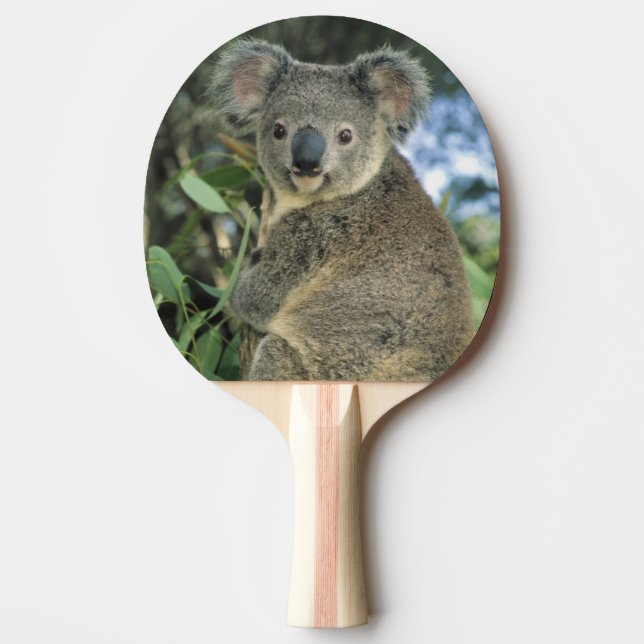 Koala-, Phascolarctoscinereus) som utsättas för Pingisracket (Framsidan)
