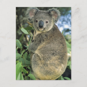 Koala-, Phascolarctoscinereus) som utsättas för Vykort