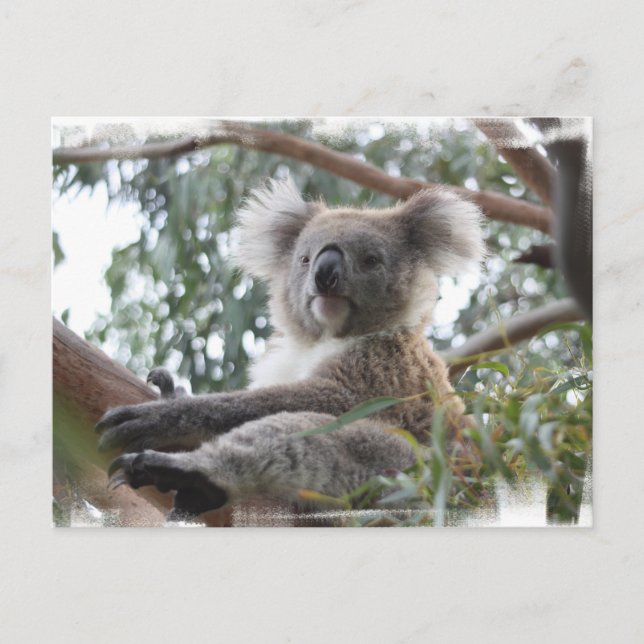 Koala Postcard Vykort (Framsida)