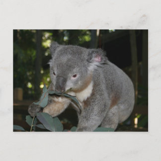 Koala Postcard Vykort