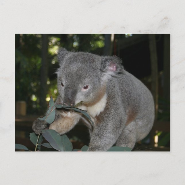 Koala Postcard Vykort (Framsida)