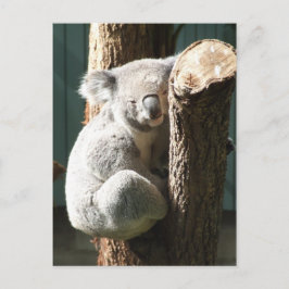 Koala Postcard Vykort