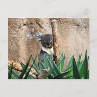 Koala Postcard Vykort