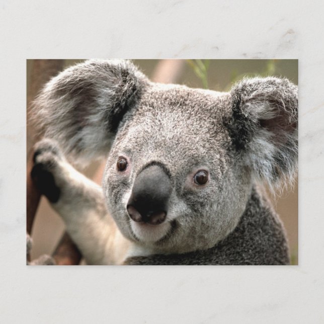 Koala Postcard Vykort (Framsida)