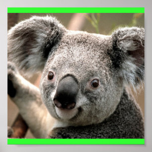 Koala Poster