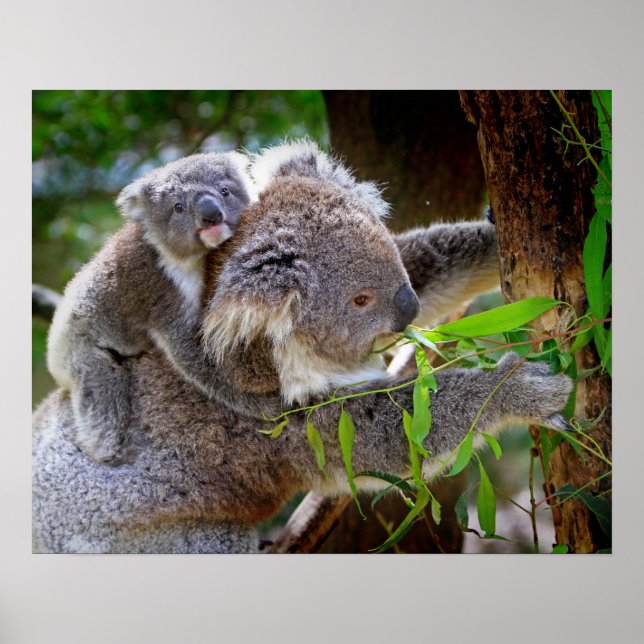 Koala Poster (Framsidan)