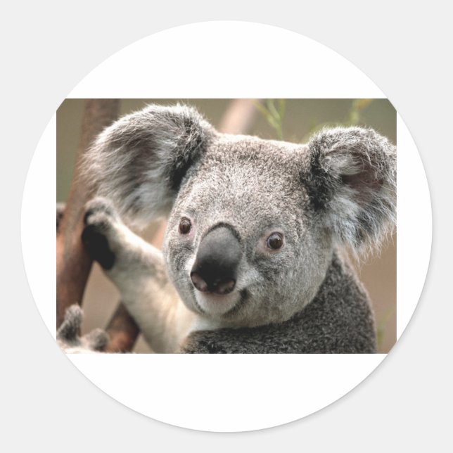 Koala Runt Klistermärke (Framsida)