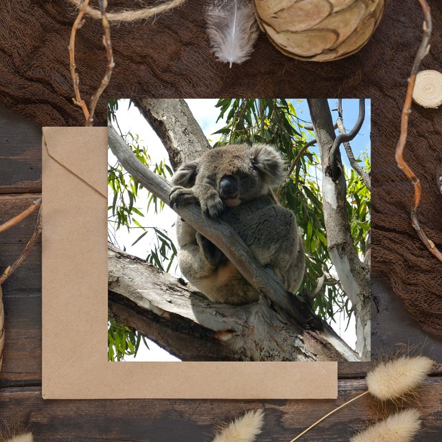 Koala - Sleeping (Skapare uppladdad)