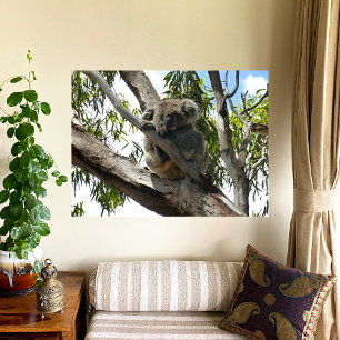 Koala - Sleeping Canvastryck