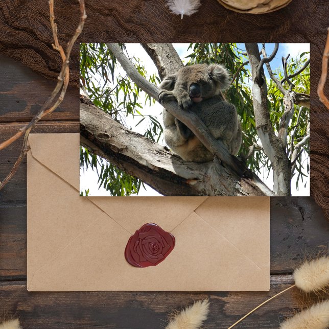 Koala - Sleeping Helg Vykort (Skapare uppladdad)