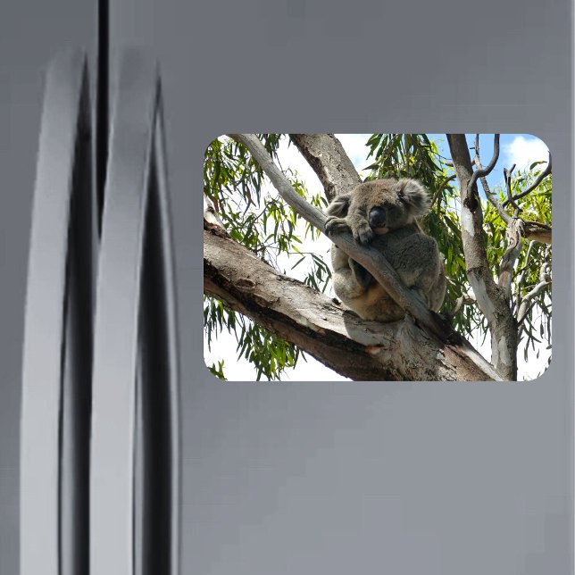 Koala - Sleeping Magnet (Skapare uppladdad)