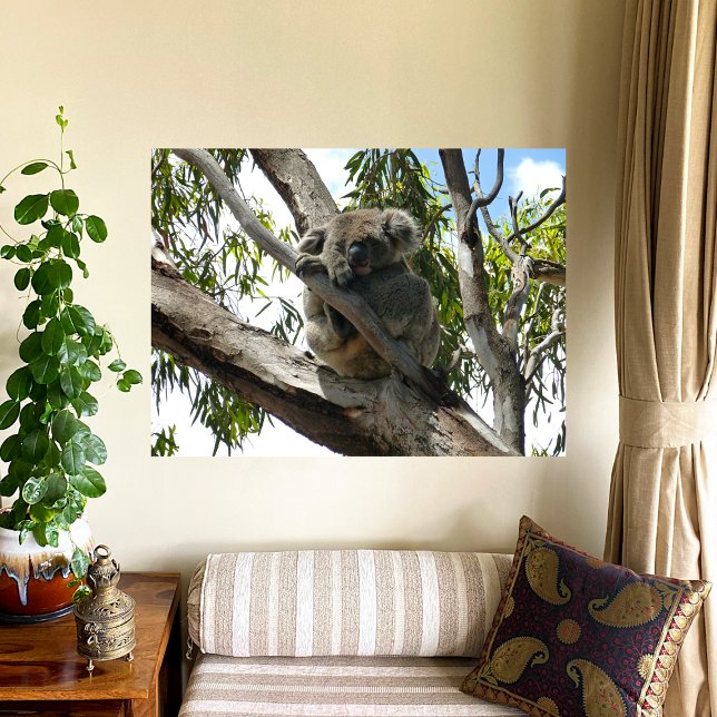 Koala - Sleeping Poster (Skapare uppladdad)