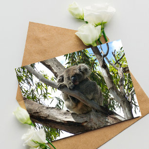 Koala - Sleeping Vykort