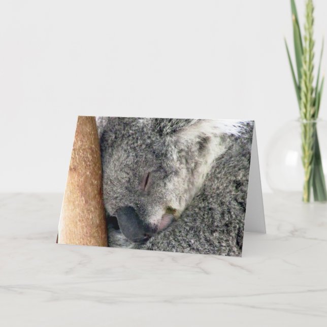 koala sleeps kort (Framsida)