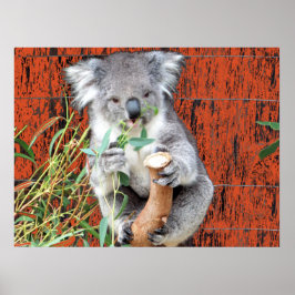 Koala Snabbmatstid Affisch