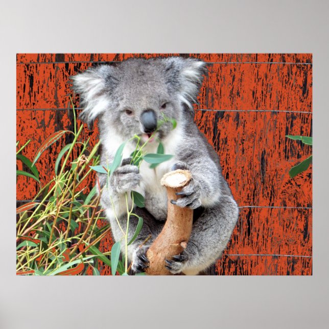 Koala Snabbmatstid Affisch (Framsidan)