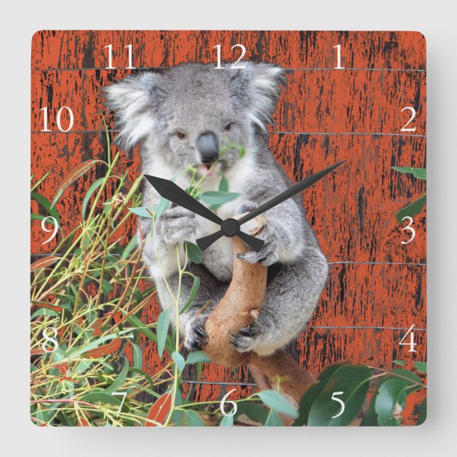 Koala Snack Time Clock Fyrkantig Klocka (Framsida)