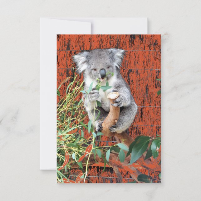 Koala Snack Time Kort (Framsida)