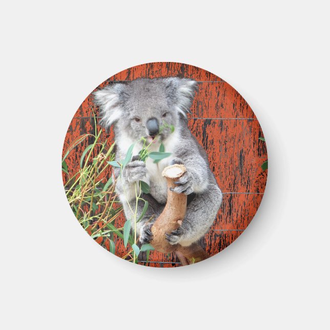 Koala Snack Time Magnet (Framsidan)