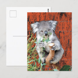 Koala Snack-vykort Vykort