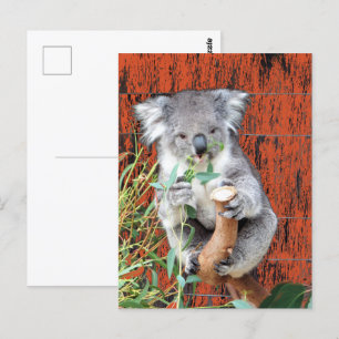 Koala Snack-vykort Vykort