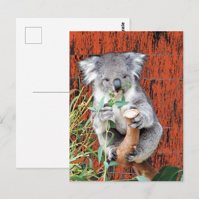 Koala Snack-vykort Vykort (Fram/baksida)