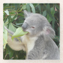 Koala som äter gumblad