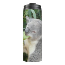 Koala som äter gumblad dricka flaska