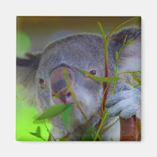 Koala som äter magneten magnet