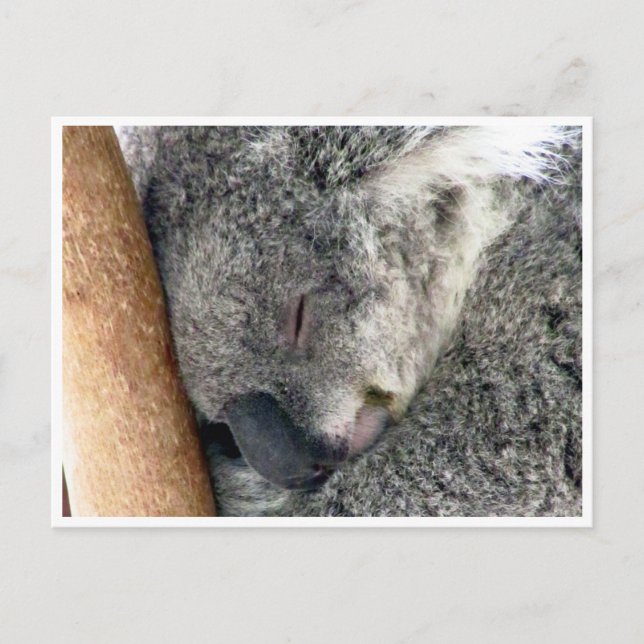 koala sömnig vykort (Framsida)