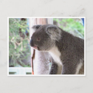 koala söt vykort