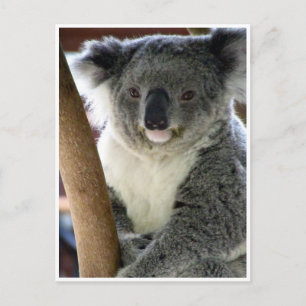 koala söt vykort