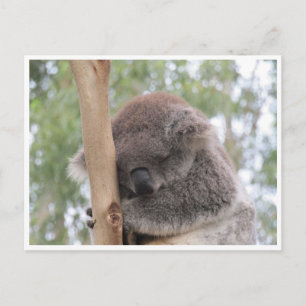 koala sov vykort